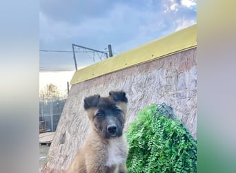 Lumi - verspieltes, freundliches Welpenmädchen sucht ein Zuhause