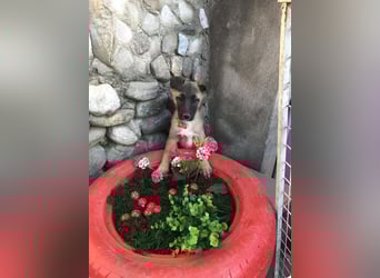 Lumi - verspieltes, freundliches Welpenmädchen sucht ein Zuhause