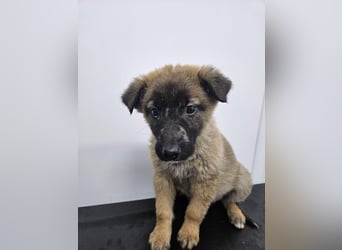 Ella - verspieltes Welpenmädchen sucht ein Zuhause