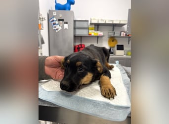 Pusha - 4 Monate junges, fröhliches, liebes Hundemädchen sucht ein Zuhause