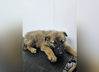 Grace - freundliches, etwas schüchternes Welpenmädchen