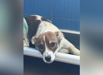 Amelia - ängstliches, aber neugieriges Welpenmädchen sucht ein Zuhause