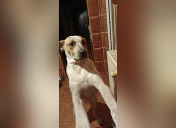 Spike - menschenbezogener, freundlicher Rüde sucht dringend ein Zuhause oder PS
