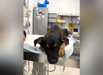 Pusha - 4 Monate junges, fröhliches, liebes Hundemädchen sucht ein Zuhause