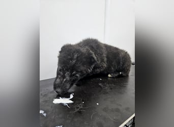 Louis - verspielter, vorsichtiger Welpe