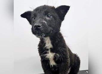 Kalea - freundliches Welpenmädchen sucht liebevolles Zuhause