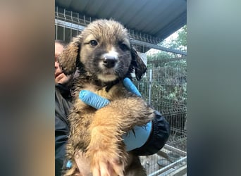 Nami - welpentypisch verspielte Hündin sucht ein Zuhause / ab Mitte Dez. auf PS in 60... Frankfurt