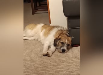 Giulia - junge, verspielte Hündin sucht dringend ein neues Zuhause