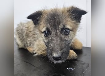 Kaya - verspieltes Welpenmädchen sucht liebevolles Zuhause