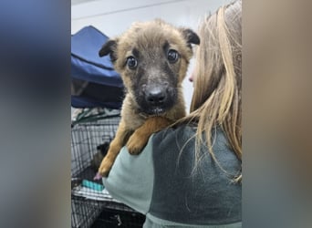 Mey - fröhliches, neugieriges Welpenmädchen sucht ein Zuhause