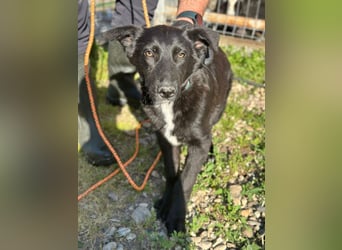 Louis - ruhiger, vorsichtiger Hundejunge sucht ein Zuhause