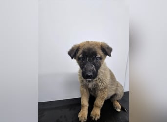 Ella - verspieltes Welpenmädchen sucht ein Zuhause