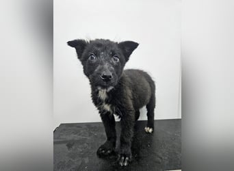 Kalea - freundliches Welpenmädchen sucht liebevolles Zuhause