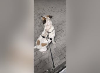 Spike - menschenbezogener, freundlicher Rüde sucht dringend ein Zuhause oder PS