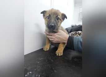 Mey - fröhliches, neugieriges Welpenmädchen sucht ein Zuhause