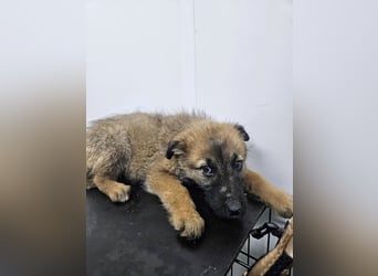 Grace - freundliches, etwas schüchternes Welpenmädchen