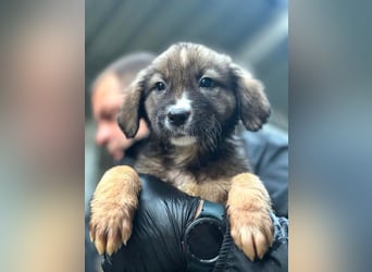 Nami - welpentypisch verspielte Hündin sucht ein Zuhause / ab Mitte Dez. auf PS in 60... Frankfurt