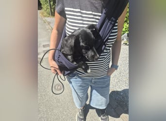 Moritz - verspielter, fröhlicher Welpen-Junge | auf PS in 42327 Wuppertal