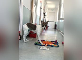 Amelia - ängstliches, aber neugieriges Welpenmädchen sucht ein Zuhause