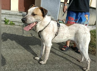 Spike - menschenbezogener, freundlicher Rüde sucht dringend ein Zuhause oder PS