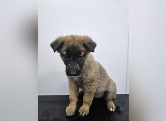 Ella - verspieltes Welpenmädchen sucht ein Zuhause