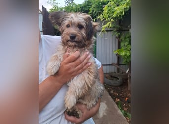 Cindy - kleine Herzensbrecherin sucht ein Zuhause