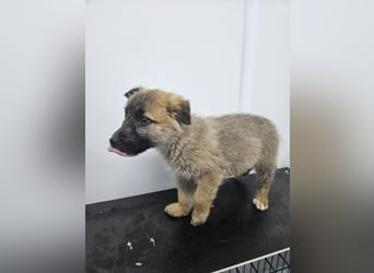 Oskar - aufgeweckter Welpe sucht ein Zuhause