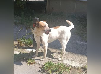 Spike - menschenbezogener, freundlicher Rüde sucht dringend ein Zuhause oder PS