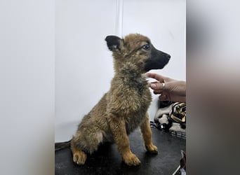 Mey - fröhliches, neugieriges Welpenmädchen sucht ein Zuhause