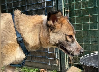 Teo - der ehemalige Kettenhund mit der sanften Seele