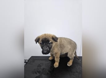 Ella - verspieltes Welpenmädchen sucht ein Zuhause