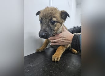 Mey - fröhliches, neugieriges Welpenmädchen sucht ein Zuhause