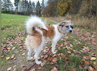 Giulia - junge, verspielte Hündin sucht dringend ein neues Zuhause