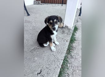Sunny - lustiges, verspieltes Welpen-Mädchen