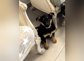 Pusha - 4 Monate junges, fröhliches, liebes Hundemädchen sucht ein Zuhause