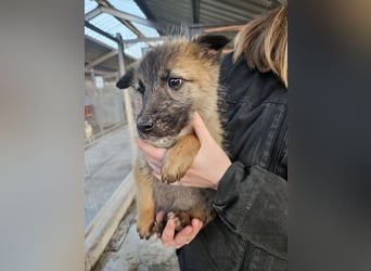 Kaya - verspieltes Welpenmädchen sucht liebevolles Zuhause