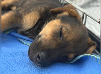 Kylie - neugieriges, verspieltes Welpen-Mädchen