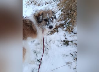 Giulia - junge, verspielte Hündin sucht dringend ein neues Zuhause