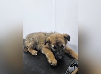 Grace - freundliches, etwas schüchternes Welpenmädchen