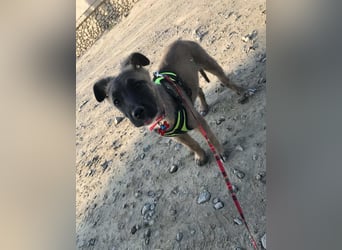 Lumi - verspieltes, freundliches Welpenmädchen sucht ein Zuhause