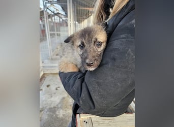 Kaya - verspieltes Welpenmädchen sucht liebevolles Zuhause