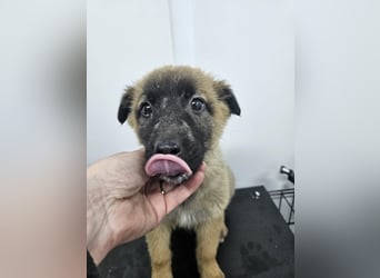 Ella - verspieltes Welpenmädchen sucht ein Zuhause