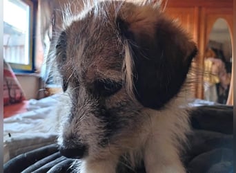 Giulia - junge, verspielte Hündin sucht dringend ein neues Zuhause