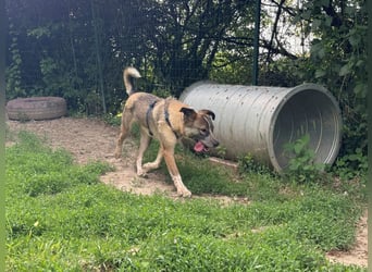 Teo - der ehemalige Kettenhund mit der sanften Seele