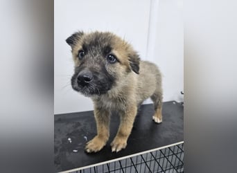 Oskar - aufgeweckter Welpe sucht ein Zuhause