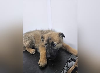 Grace - freundliches, etwas schüchternes Welpenmädchen