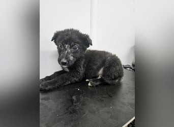 Louis - verspielter, vorsichtiger Welpe