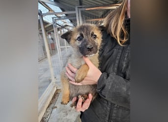 Kaya - verspieltes Welpenmädchen sucht liebevolles Zuhause