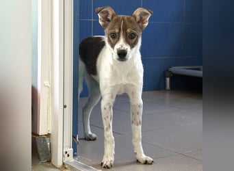 Amelia - ängstliches, aber neugieriges Welpenmädchen sucht ein Zuhause