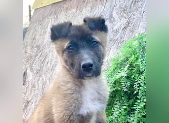 Lumi - verspieltes, freundliches Welpenmädchen sucht ein Zuhause